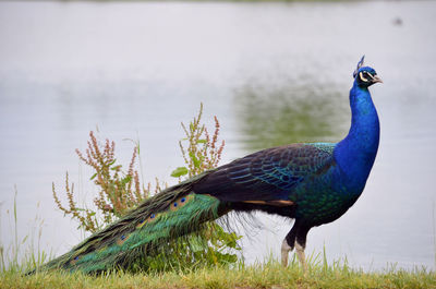 Close-up of peacock perching on grass