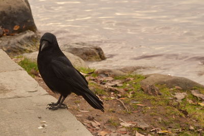 Bird perching on a rock