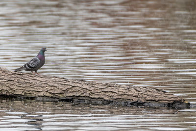 Side view of a bird drinking water