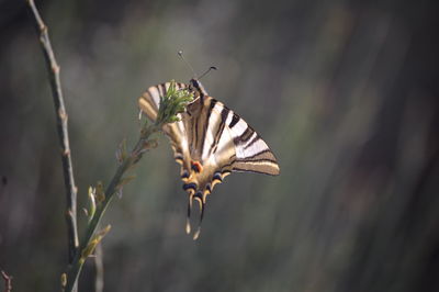 Close-up of butterfly on flower