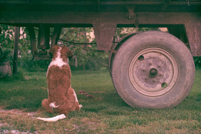 Rear view of st bernard sitting by tractor parked on grassy field