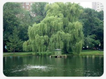 Reflection of trees in water