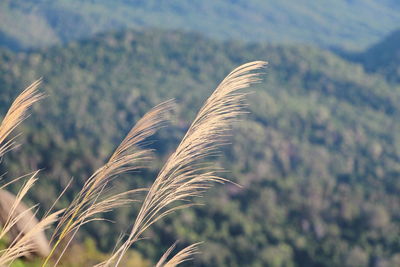 Close-up of stalks in field