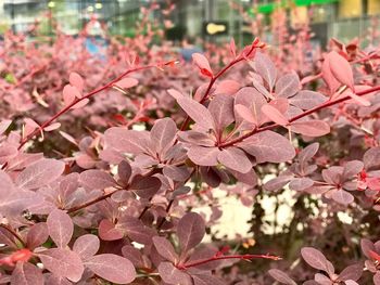Close-up of cherry blossom tree