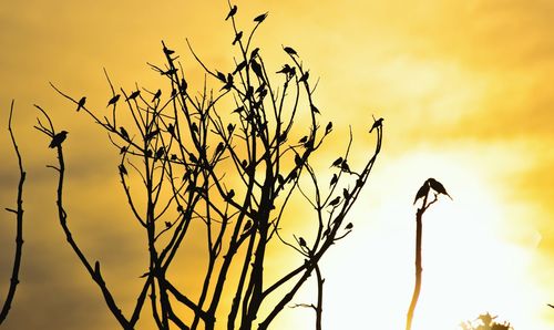Silhouette bird flying against sky during sunset