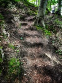 Trees growing in forest