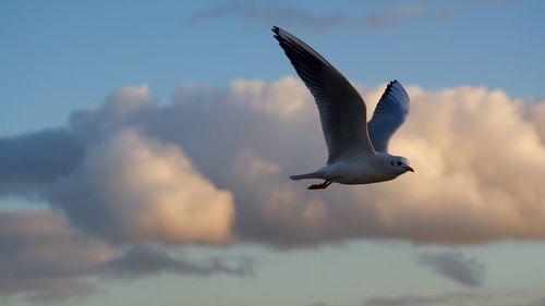 Seagull flying in sky