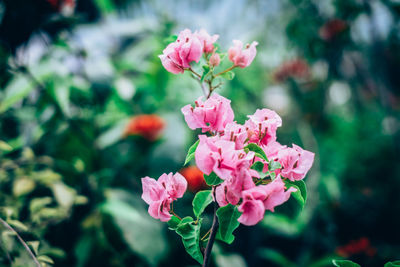 Close-up of pink flowers blooming outdoors