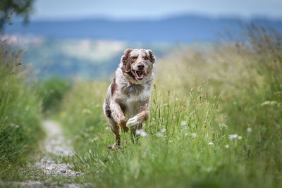 Dog running on field