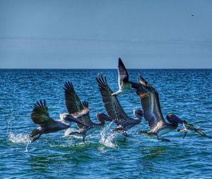 Birds flying over sea against sky