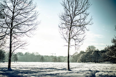 Bare trees on field against sky during winter