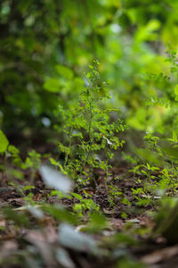 Close-up of plant growing on field