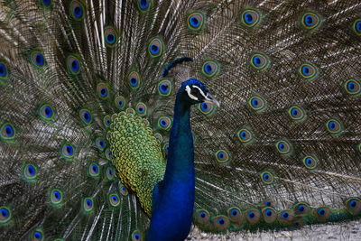 Close-up of peacock