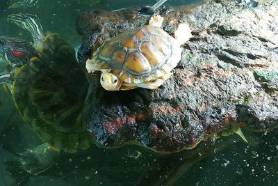 High angle view of shell on sea