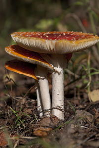 Close-up of mushrooms growing on field