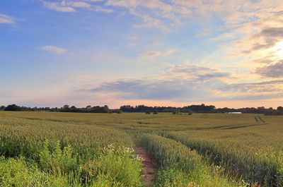 Scenic view of agricultural field against sky during sunset