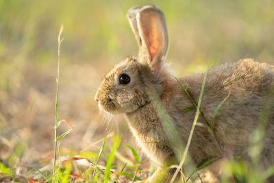 Close-up of rabbit on field