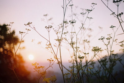 Close-up of flowers against sky