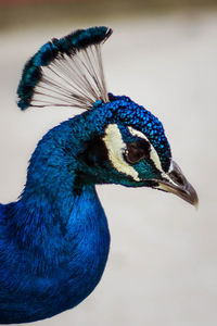 Close-up of peacock