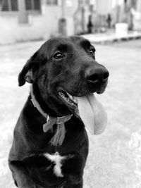 Close-up of dog looking away