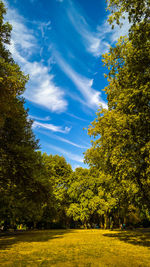 Trees on countryside landscape