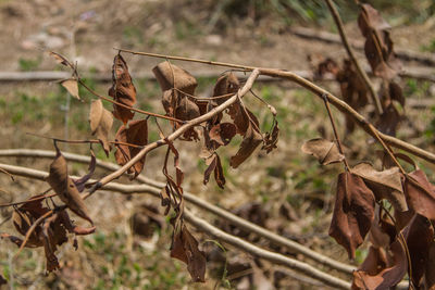 Close-up of dry plants