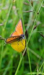 Close-up of butterfly pollinating on yellow flower