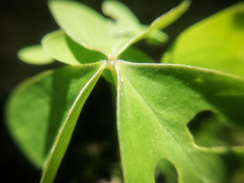 Close-up of green leaf