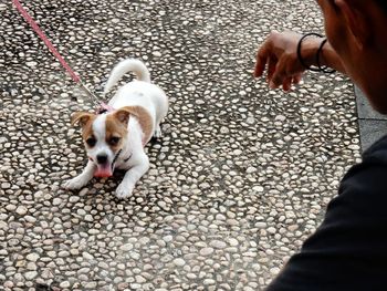 Cropped image of man gesturing at dog sitting on footpath