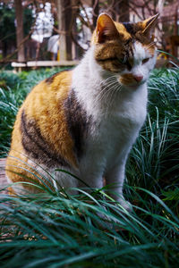 Cat sitting on a field