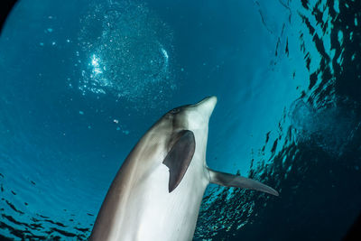 One dolphin swimming with divers in the red sea, a.e