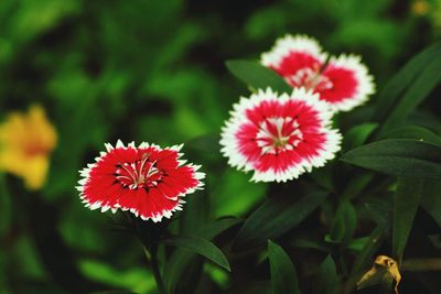 Close-up of red flowering plant