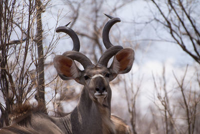 Close-up of a male kudu in the bush of the hwange natural park in zimbabwe.