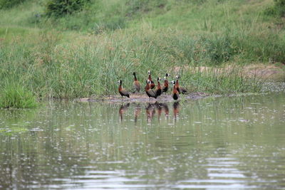 Birds swimming in lake