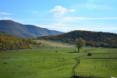 Scenic view of field against sky