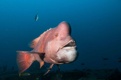 Close-up of fish swimming in sea