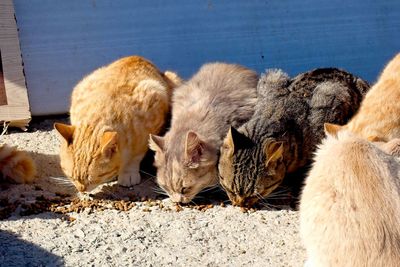 Three cats, feeding next to each other in the sun.