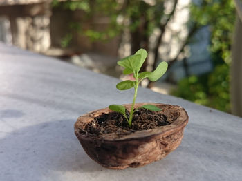 Close-up of young plant growing by potted plants