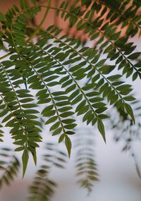 Close-up of green leaves on tree