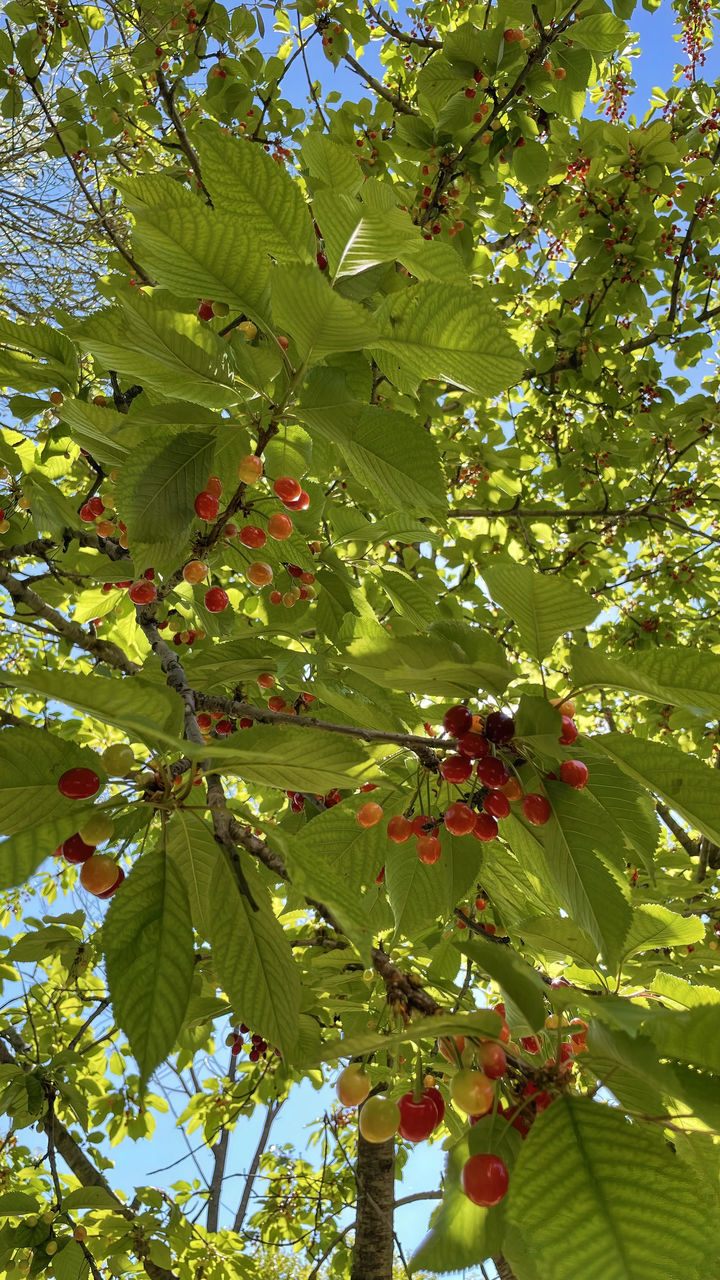 plant, tree, leaf, growth, plant part, fruit, green, nature, low angle view, healthy eating, food and drink, food, beauty in nature, no people, branch, flower, day, freshness, autumn, outdoors, produce, sunlight, sky, tranquility, rowan, agriculture