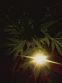 Close-up of sunlight streaming through tree