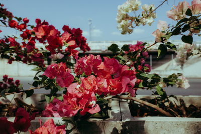 Close-up of pink flowering plants