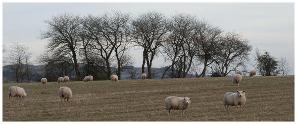Sheep grazing in a field