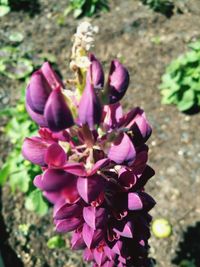 Close-up of pink flowers blooming outdoors