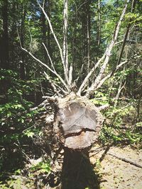 Trees in forest