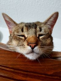 Close-up portrait of cat