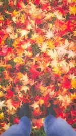 Low section of person on multi colored autumn leaves