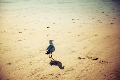 Bird perching on sand at beach