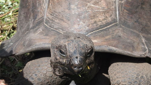 Close-up of a turtle