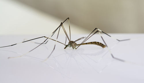 Close-up of insect on white background